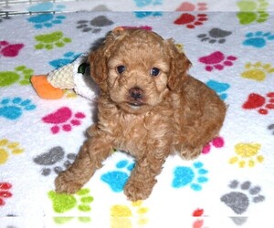 Cock-A-Poo-Poodle (Miniature) Mix Puppy for sale in ORO VALLEY, AZ, USA