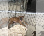 Small Retriever  Mix