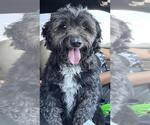 Small Poodle (Miniature) Mix