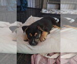 Small #1 German Shepherd Dog Mix