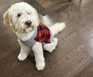 Labradoodle Puppy for sale in FORT MILL, SC, USA