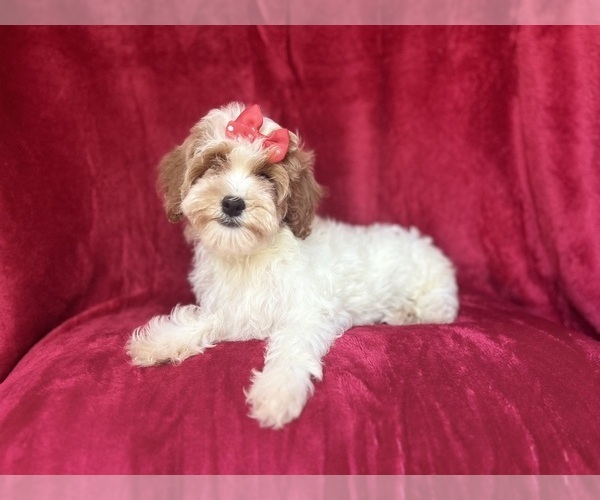 Medium Photo #2 Cock-A-Poo Puppy For Sale in LAKELAND, FL, USA