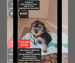 Small Yorkshire Terrier