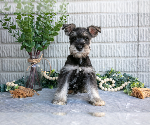 Medium Photo #2 Schnauzer (Miniature) Puppy For Sale in BALTIC, OH, USA