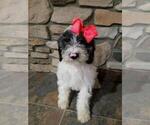 Small Photo #4 Goldendoodle-Poodle (Miniature) Mix Puppy For Sale in FREDERICKSBG, OH, USA