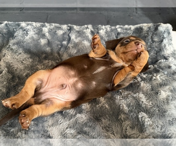 Medium Photo #4 Dachshund Puppy For Sale in ROCKWALL, TX, USA