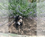 Small Photo #5 Bernedoodle Puppy For Sale in MARTINSVILLE, IN, USA