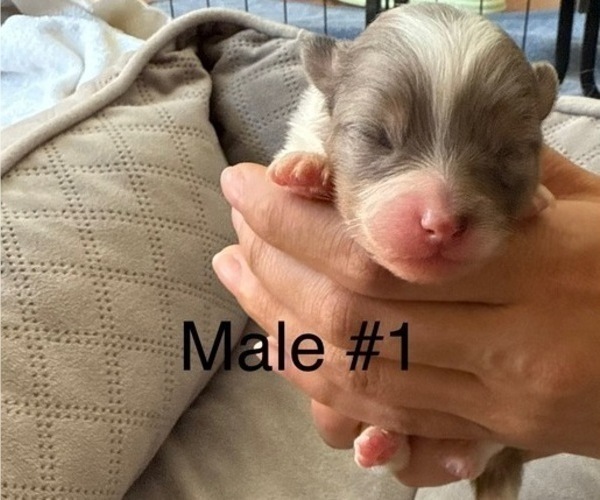 Medium Photo #7 Pomeranian Puppy For Sale in SAN JOSE, CA, USA