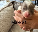 Small #6 Pomeranian