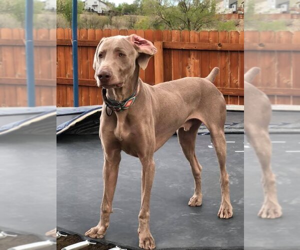 Medium Photo #2 Weimaraner Puppy For Sale in Fountain , CO, USA