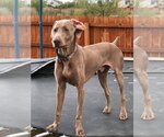 Small #1 Weimaraner