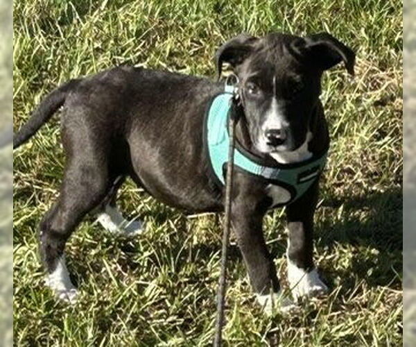 Medium Photo #4 Mutt Puppy For Sale in Tarrytown, GA, USA