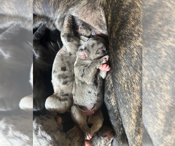 Medium Photo #4 Cane Corso-Daniff Mix Puppy For Sale in CHESAPEAKE, OH, USA