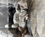 Small #3 Cane Corso-Daniff Mix