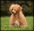 Small Photo #40 Poodle (Miniature) Puppy For Sale in COPPOCK, IA, USA