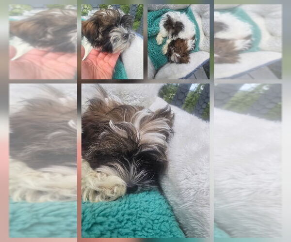 Medium Photo #7 Shorkie Tzu Puppy For Sale in LEBANON, OR, USA