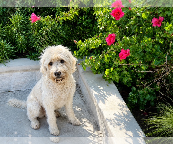 Medium Photo #3 Labradoodle Puppy For Sale in Clovis, CA, USA