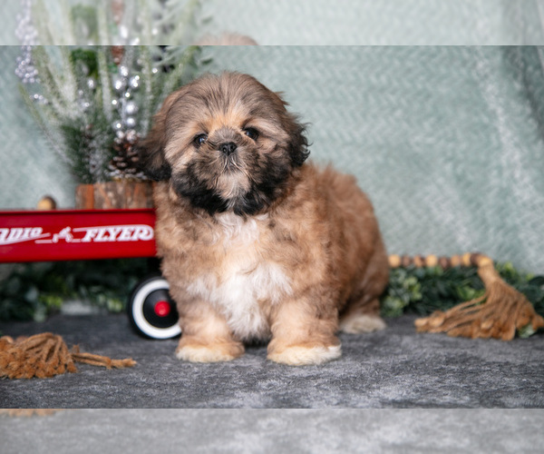Medium Photo #10 Shih Tzu Puppy For Sale in CLARE, MI, USA