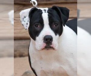American Bulldog-Unknown Mix Dogs for adoption in Los Lunas, NM, USA