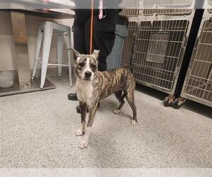 Mutt Dogs for adoption in Houston, TX, USA