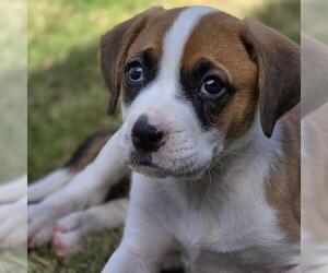 Boxer-Saint Bernard Mix Dogs for adoption in San Diego, CA, USA