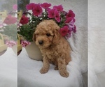 Small Photo #1 Goldendoodle-Poodle (Miniature) Mix Puppy For Sale in NORTH VERNON, IN, USA
