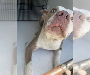 Mutt Dogs for adoption in Houston, TX, USA