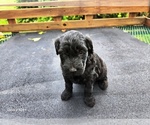 Small #4 Goldendoodle