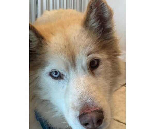 Medium Photo #2 Siberian Husky Puppy For Sale in Omaha, NE, USA