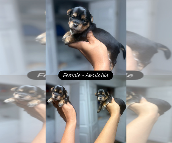 Medium Photo #1 Shorkie Tzu Puppy For Sale in GLEN ALLEN, VA, USA