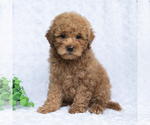 Small #4 Poodle (Miniature)