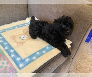 Poodle (Toy) Puppy for sale in SAINT CLOUD, MN, USA