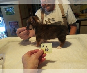 Pembroke Welsh Corgi Puppy for sale in OAK PARK, MN, USA
