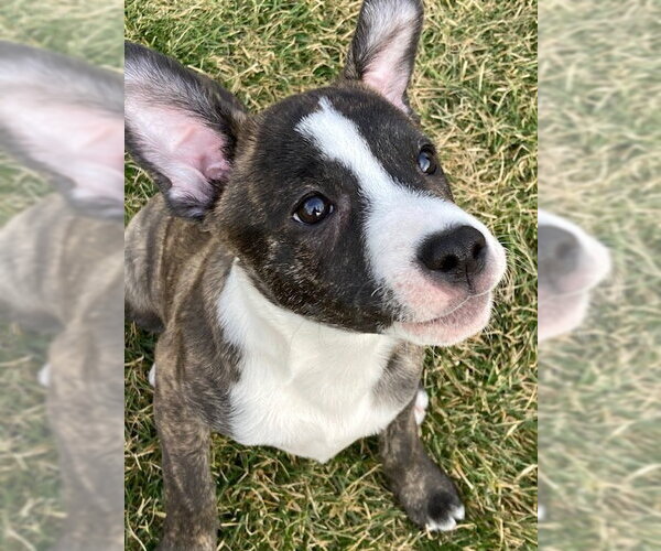 Medium Photo #18 Mutt Puppy For Sale in Plainfield, IL, USA