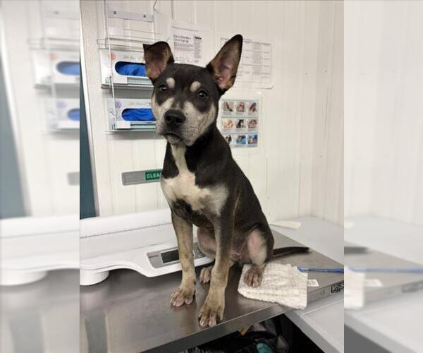 Medium Photo #1 Mutt Puppy For Sale in Woodland, CA, USA