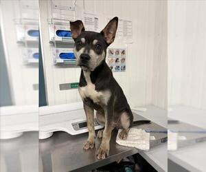 Mutt Dogs for adoption in Woodland, CA, USA