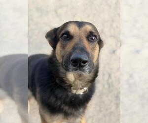 German Shepherd Dog Dogs for adoption in Santa Maria, CA, USA