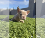 Small Photo #16 French Bulldog Puppy For Sale in PALMDALE, CA, USA