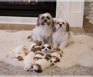 Father of the Shih Tzu puppies born on 01/20/2023