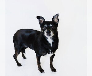 Chihuahua Dogs for adoption in York, SC, USA
