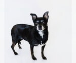 Allie and Tara - Female Chihuahua Dog for Adoption - Small photo