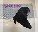 Small #11 Dachshund