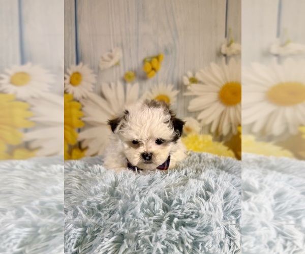 Medium Photo #5 ShihPoo Puppy For Sale in RIPLEY, MS, USA