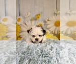 Small #4 ShihPoo