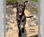 Small #1 Labrador Retriever Mix