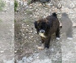 Small #4 Pom-A-Poo-Poodle (Miniature) Mix