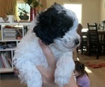Puppy 2 Mal-Shi-Poodle (Miniature) Mix