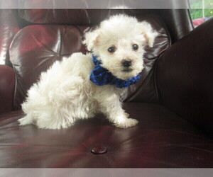 Bichon Frise Puppy for sale in PLYMOUTH, IL, USA
