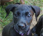 Small #4 Doxle