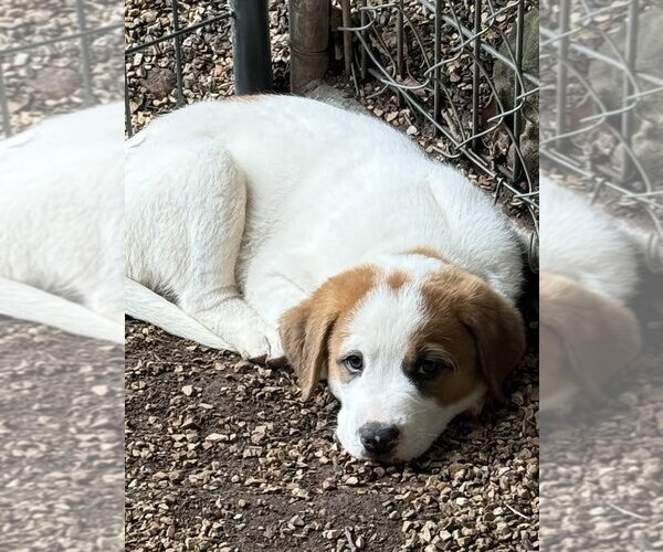 Medium Photo #2 Great Pyrenees-Mastiff Mix Puppy For Sale in Bolivar, MO, USA